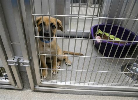 lv animal shelter|mojave animal shelter adoptions las vegas.